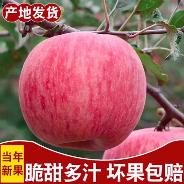 正宗山区红富士全年有货，脆甜多汁，颜色鲜亮