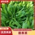 山东聊城面条菜基地大量供应，货源充足老板来咨询