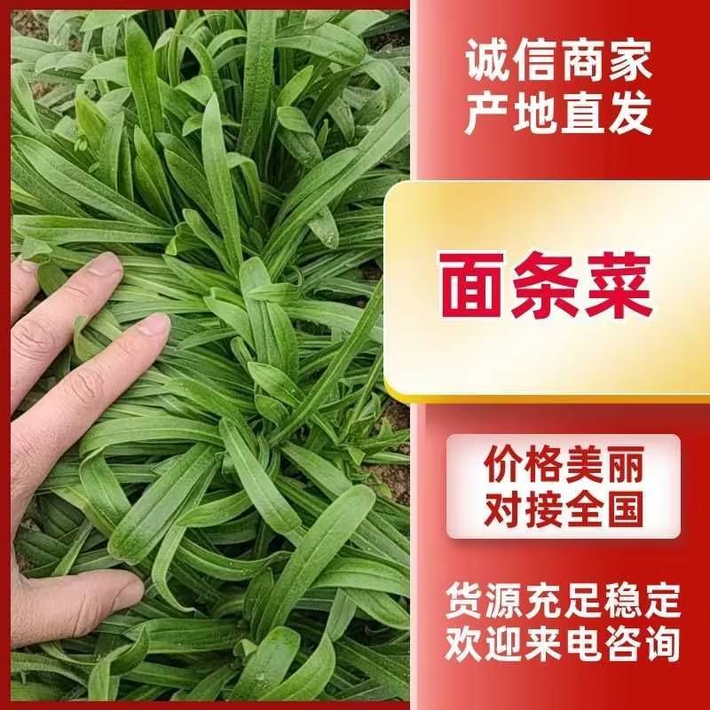 山东聊城面条菜基地大量供应，货源充足老板来咨询