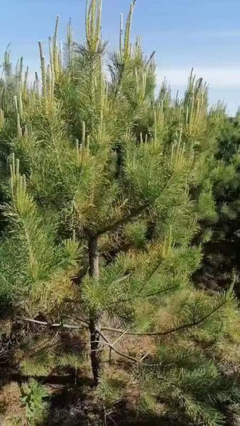 樟子松杯苗，裸根小苗，定植苖，东北货源充足价格便宜
