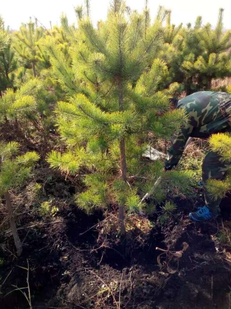 樟子松杯苗，裸根小苗，定植苖，东北货源充足价格便宜