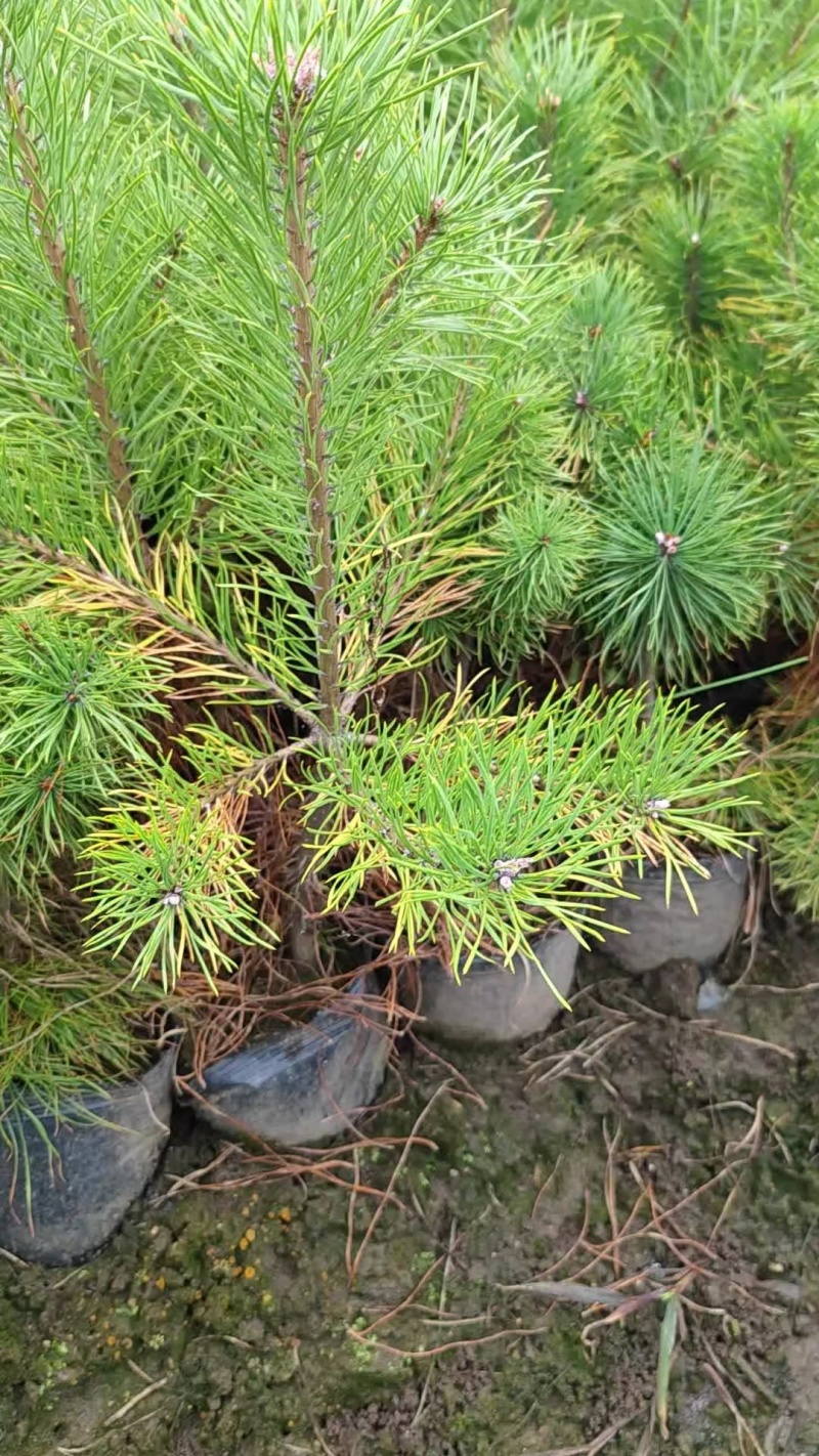 樟子松杯苗，裸根小苗，定植苖，东北货源充足价格便宜