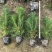 樟子松杯苗，裸根小苗，定植苖，东北货源充足价格便宜