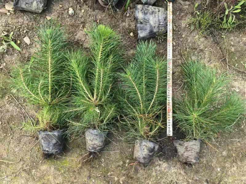樟子松杯苗，裸根小苗，定植苖，东北货源充足价格便宜