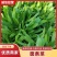 山东聊城面条菜基地大量供应，货源充足老板来咨询