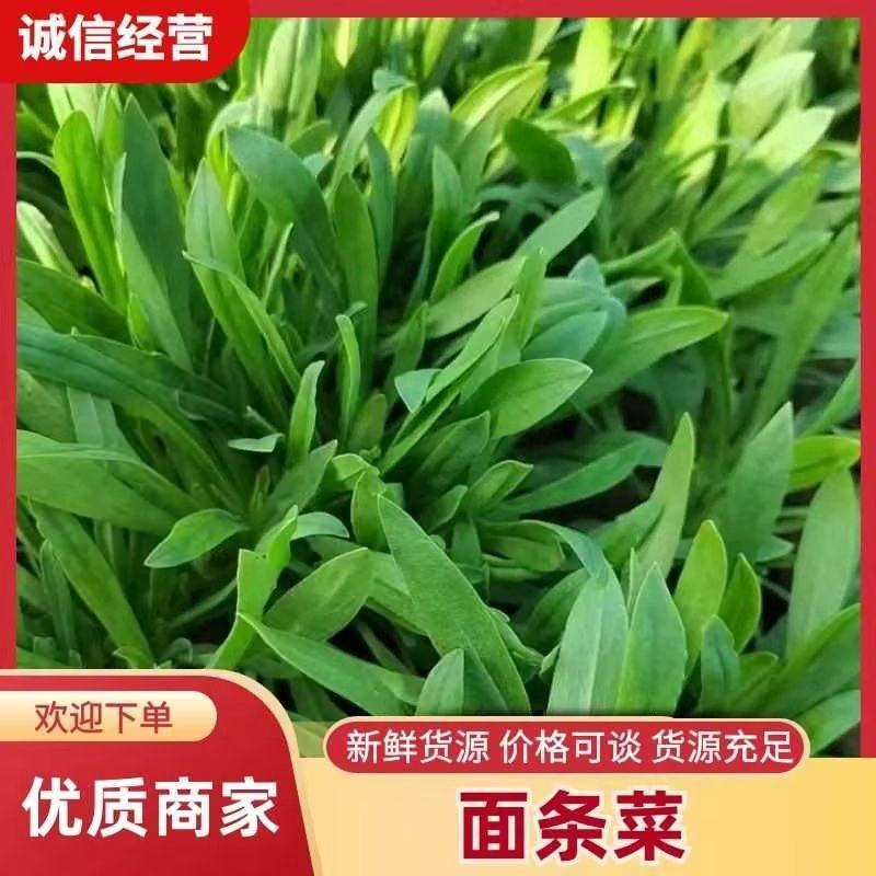 山东聊城面条菜基地大量供应，货源充足老板来咨询