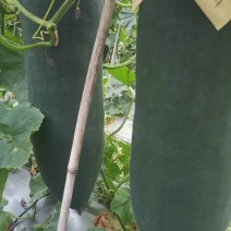 新鲜顺昌冬瓜，当地产地直供