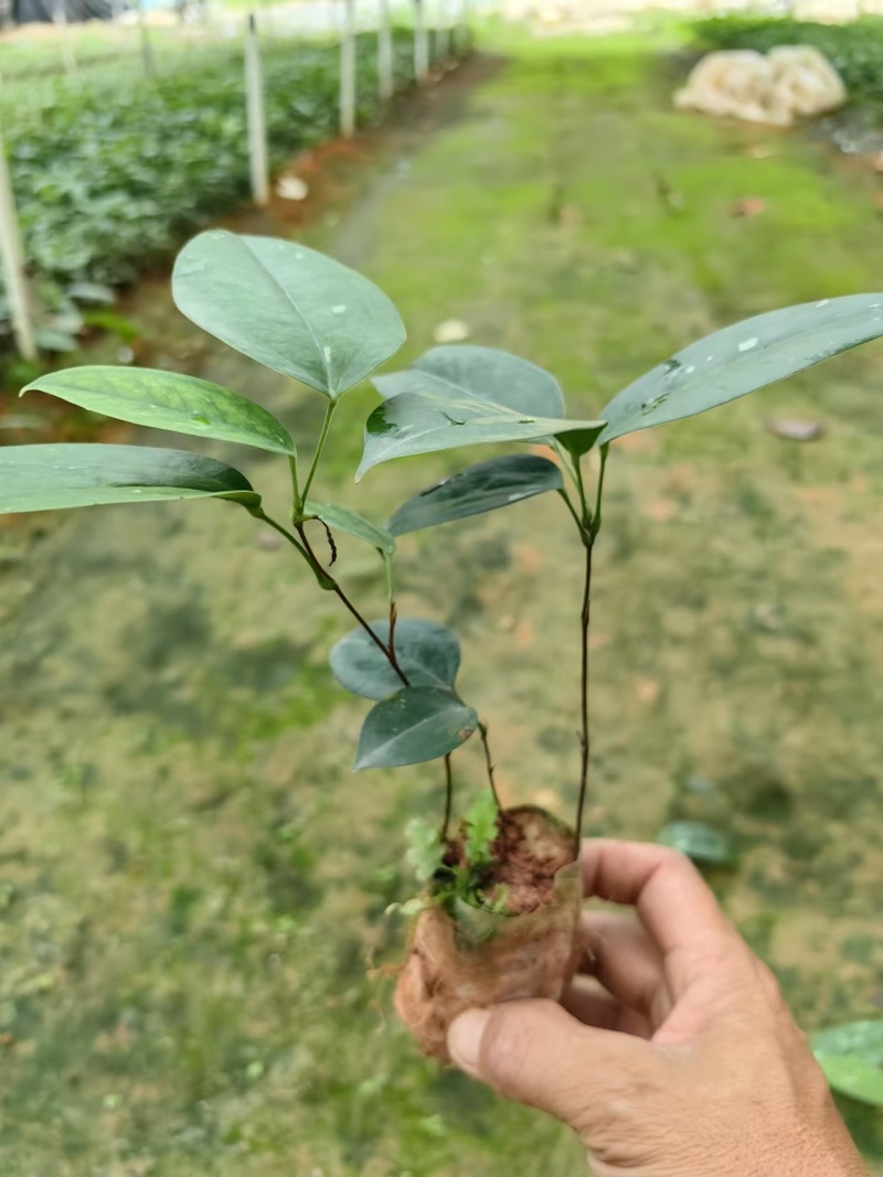 优质高产白肉土茯苓苗杯苗1-2年苗广西白肉土茯苓苗