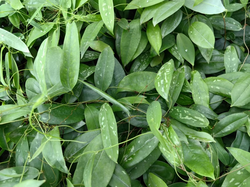 优质高产白肉土茯苓苗杯苗1-2年苗广西白肉土茯苓苗