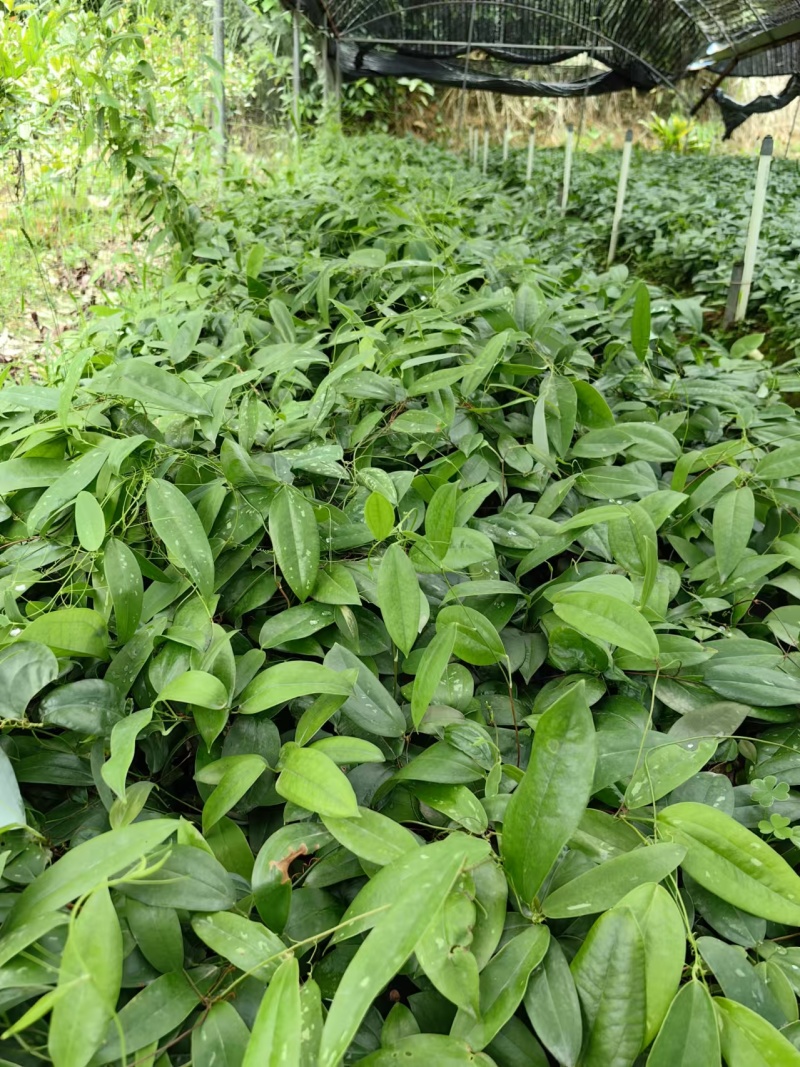 优质高产白肉土茯苓苗杯苗1-2年苗广西白肉土茯苓苗