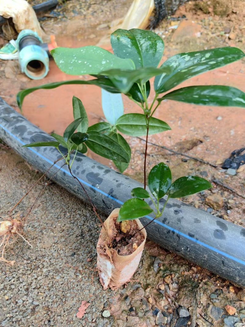 优质高产白肉土茯苓苗杯苗1-2年苗广西白肉土茯苓苗