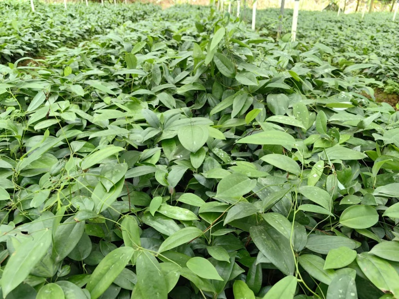 优质高产白肉土茯苓苗杯苗1-2年苗广西白肉土茯苓苗