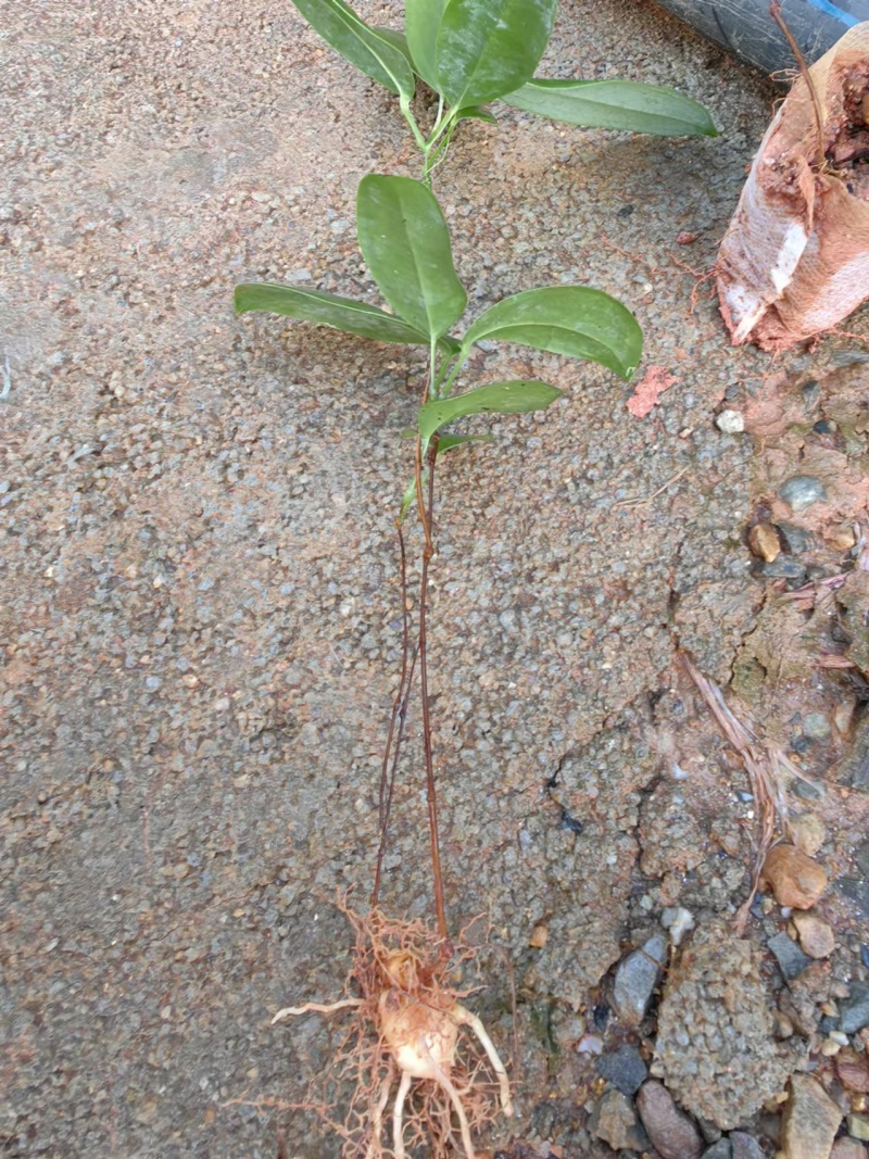 优质高产白肉土茯苓苗杯苗1-2年苗广西白肉土茯苓苗