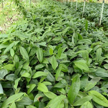 优质高产白肉土茯苓苗杯苗1-2年苗广西白肉土茯苓苗