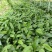 优质高产白肉土茯苓苗杯苗1-2年苗广西白肉土茯苓苗