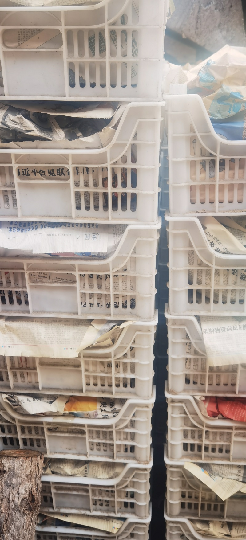 白酥梨