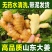 【大黄姜】山东生姜/小黄姜/产地直发/全国供应市场电商