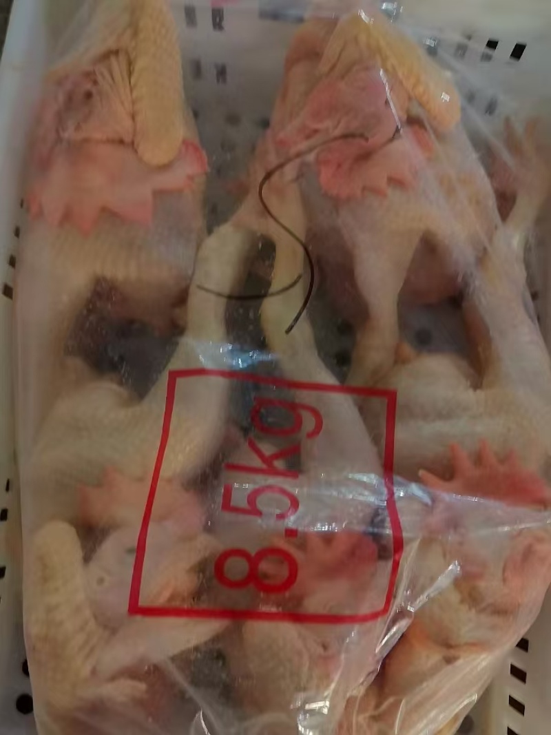 579小公鸡价格不高，质量很好，能接货的老板来联系
