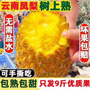 包邮【爆甜】云南金钻凤梨菠萝手撕无眼现摘10斤新鲜菠萝