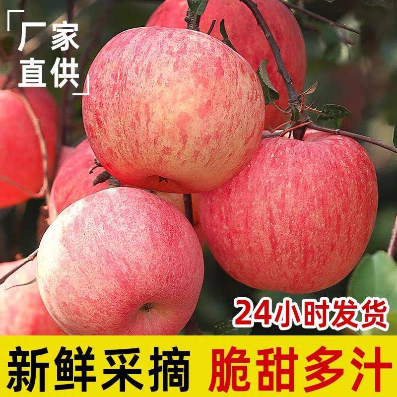 山东红富士苹果全年供应，口感脆甜，整车批发