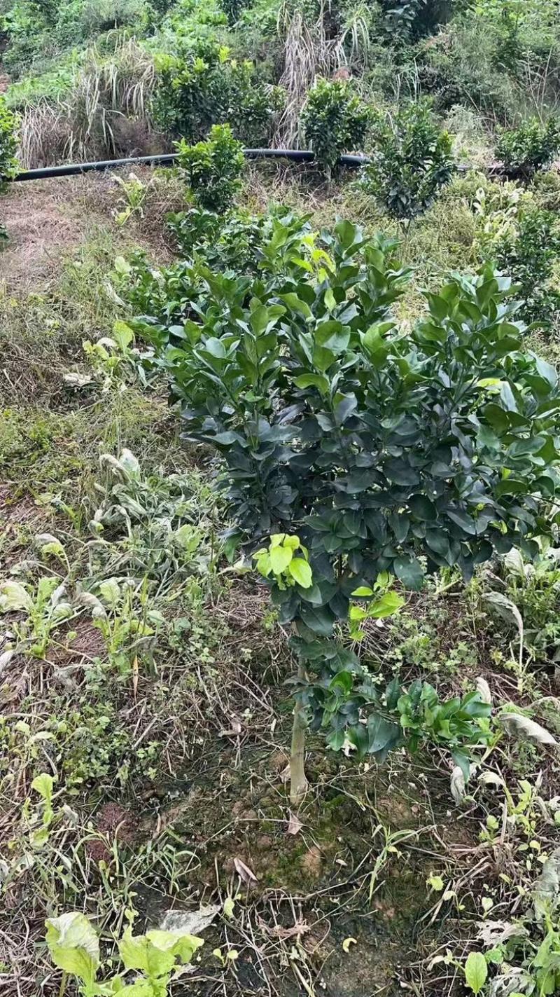 早熟沙糖桔精品果苗