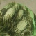 大闸蟹，各种规格母蟹，公蟹均有售欢迎老板前来下单