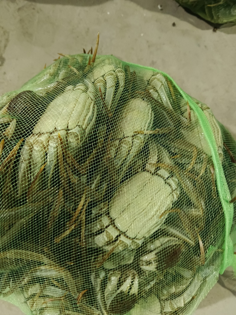 大闸蟹，各种规格母蟹，公蟹均有售欢迎老板前来下单