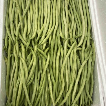 精品豆王、条长、货源充足、代发全国各地、欢迎来电