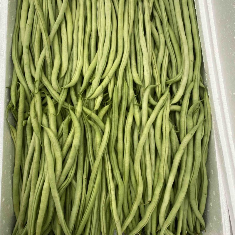 精品豆王、条长、货源充足、代发全国各地、欢迎来电