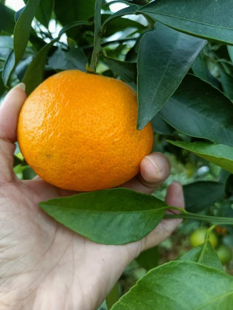 精品爱媛橙大量上市产地现摘现发价格优惠支持视频看货