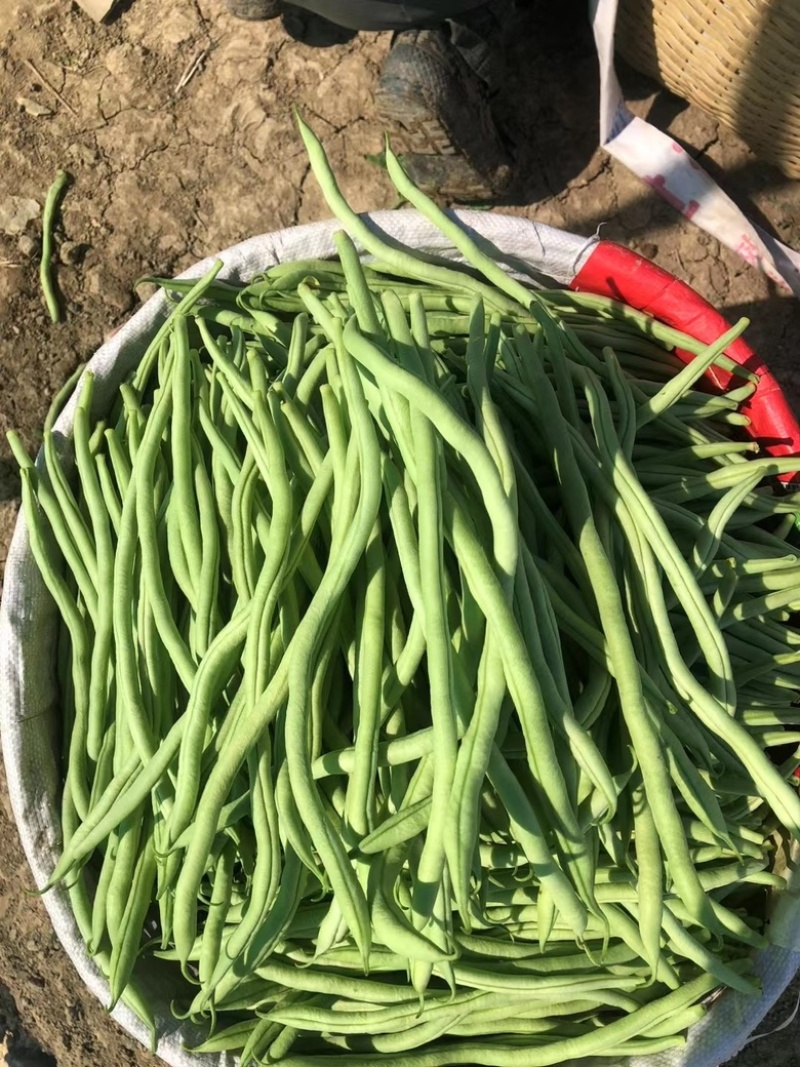 精品豆王、条长、货源充足、代发全国各地、欢迎来电