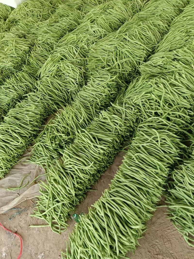 精品豆王、条长、货源充足、代发全国各地、欢迎来电