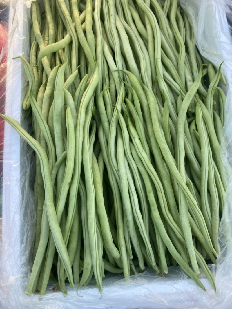精品豆王、条长、货源充足、代发全国各地、欢迎来电