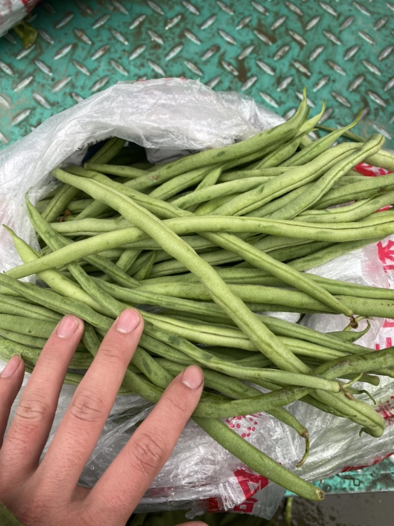 精品豆王、条长、货源充足、代发全国各地、欢迎来电