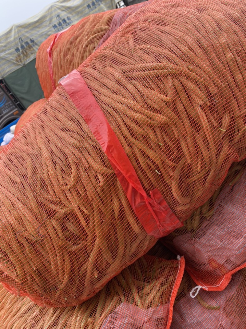 精品豆王、条长、货源充足、代发全国各地、欢迎来电
