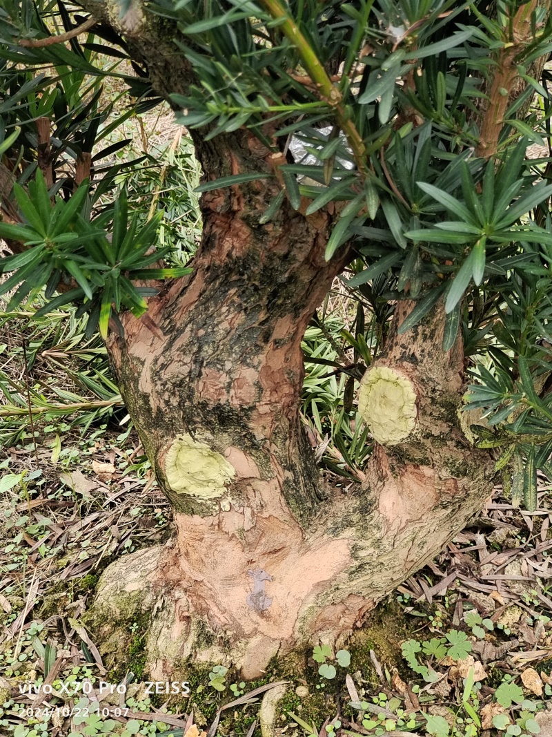 罗汉松盆景桩