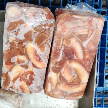 血清乳牛月牙骨