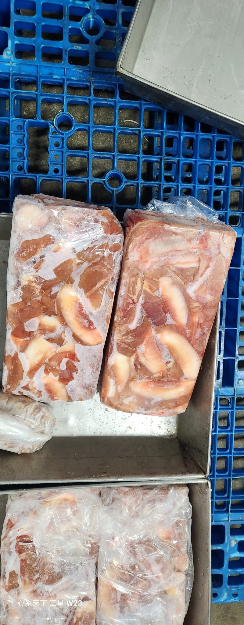 血清乳牛月牙骨