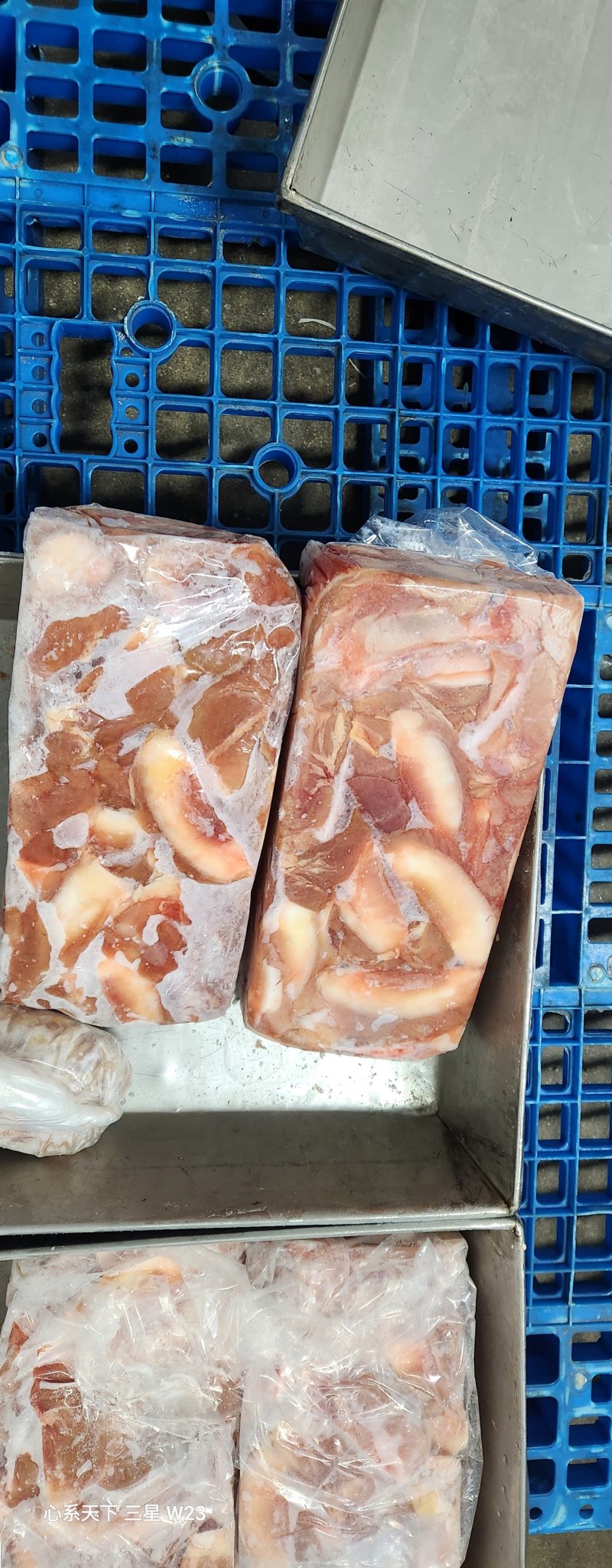 血清乳牛月牙骨