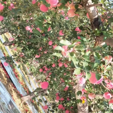 宜川红富士苹果进入尾声，客商订货积极，好通货75起2.8