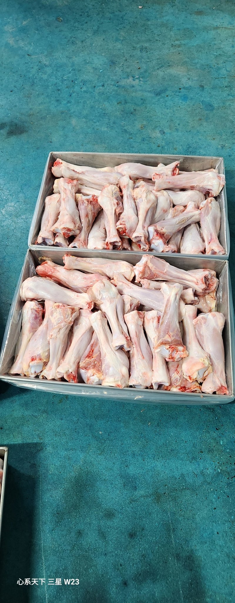 血清乳牛小腿