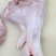 血清乳牛小腿