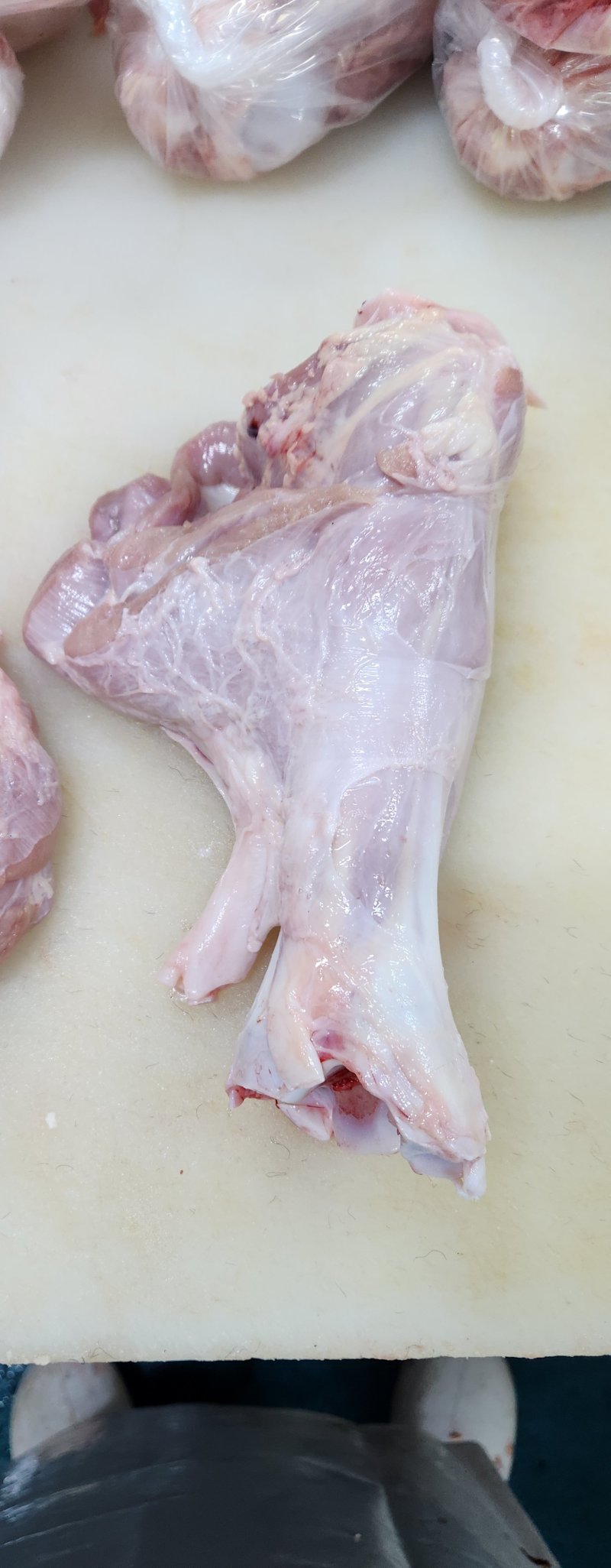 血清乳牛小腿