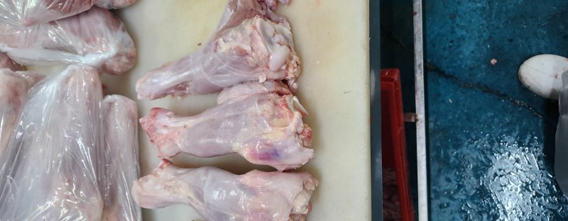 血清乳牛小腿