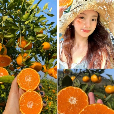 湖北柑桔早熟蜜果面干光滑薄皮多汁无核细腻化渣