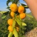 湖北柑桔早熟蜜果面干光滑薄皮多汁无核细腻化渣