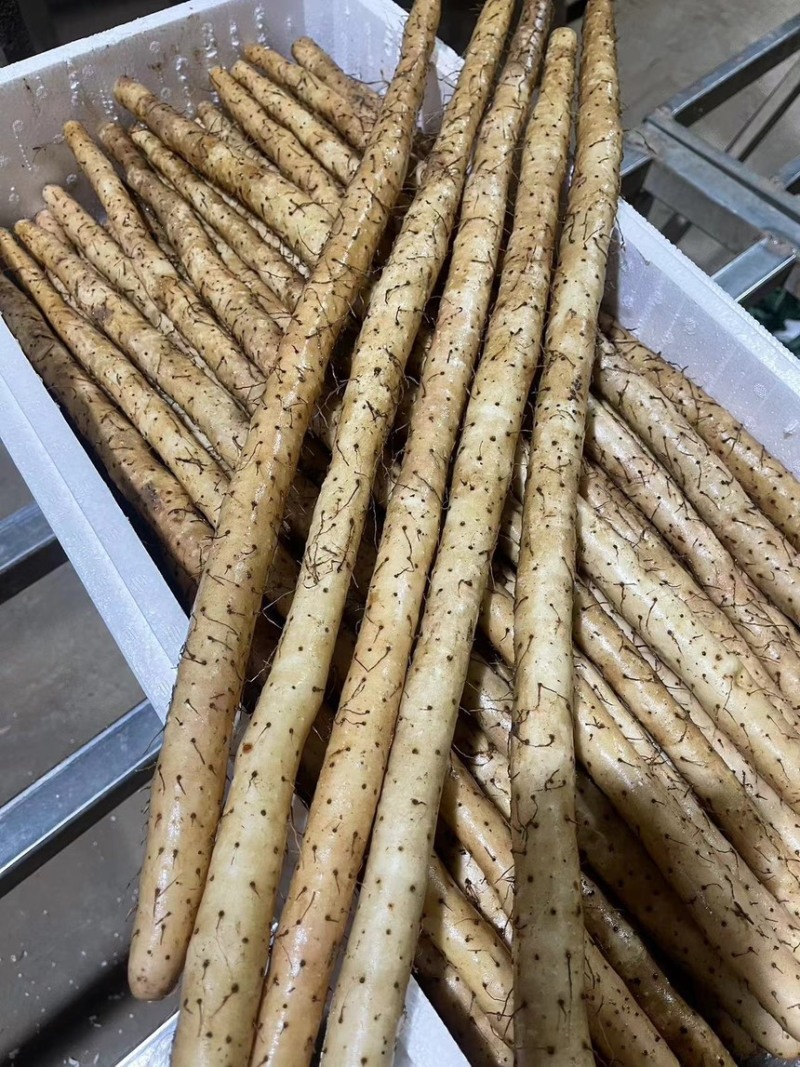 【推荐】小白嘴山药一手货源大量批发可视频看货欢迎订购