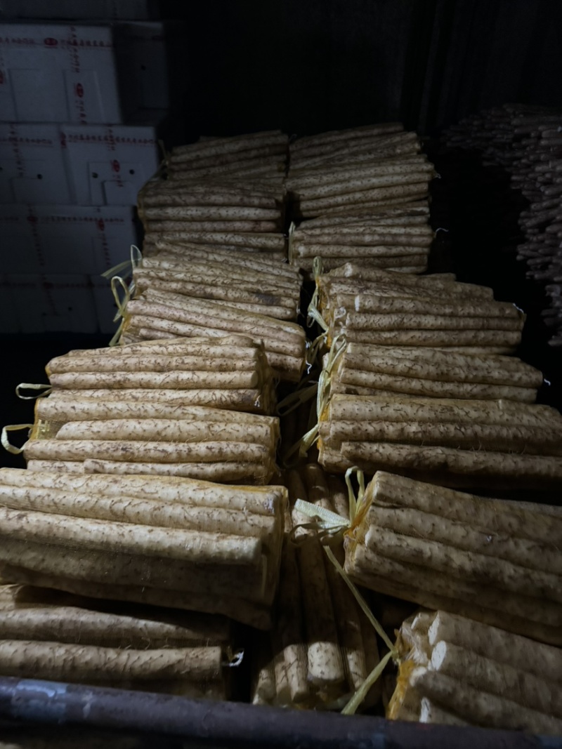 【推荐】小白嘴山药一手货源大量批发可视频看货欢迎订购