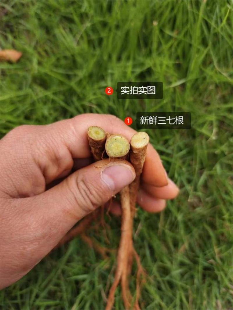 七米山新鲜三七根云南文山田七根根煲汤生三七根须带泥发货