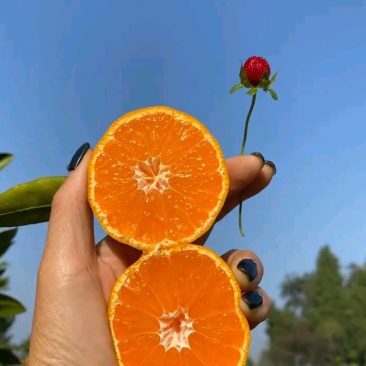 柑桔无核蜜橘果面干净皮薄汁水多细腻无渣非常甜